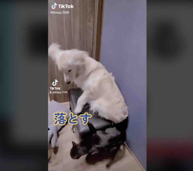 ゴールデンレトリーバー,動画