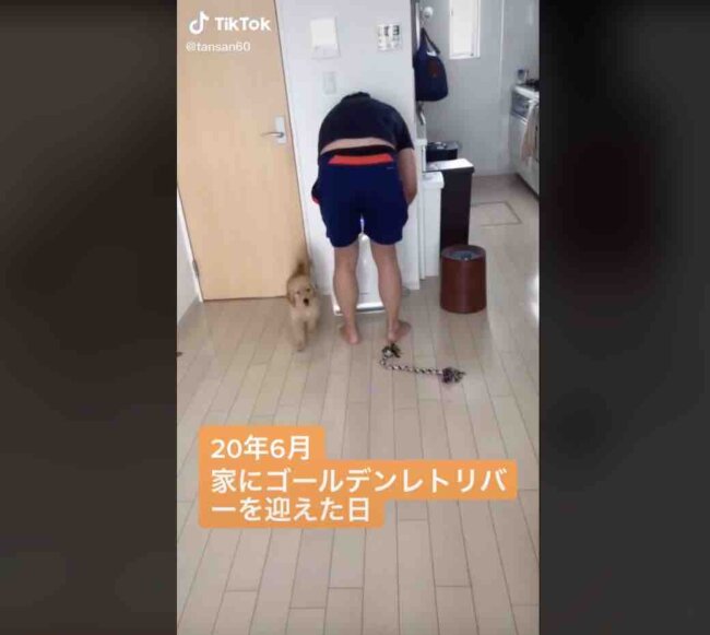 ゴールデンレトリーバー,動画