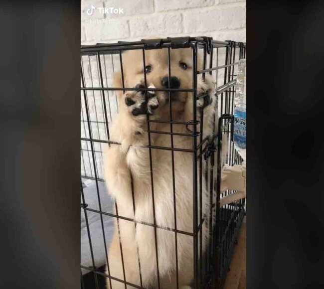 ゴールデンレトリーバー,動画