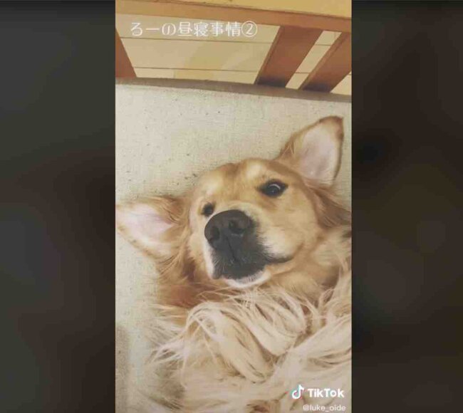 ゴールデンレトリーバー,動画