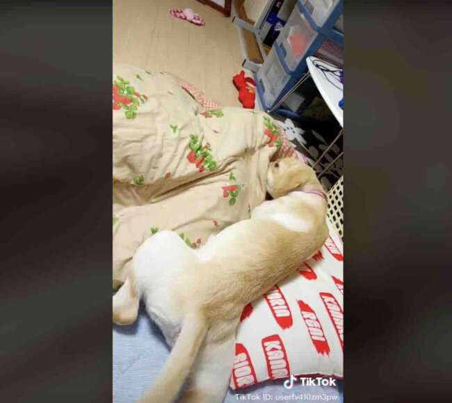 ラブラドールレトリーバー,動画