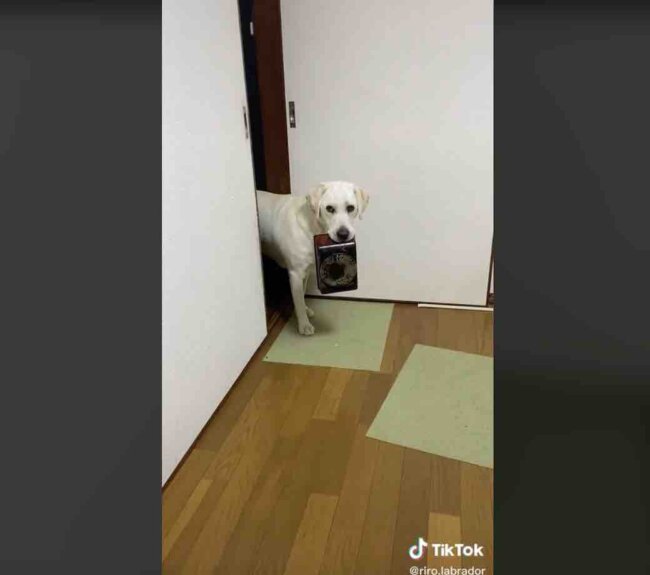 ラブラドールレトリーバー,動画