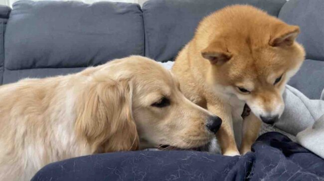 ゴールデンレトリーバー,動画