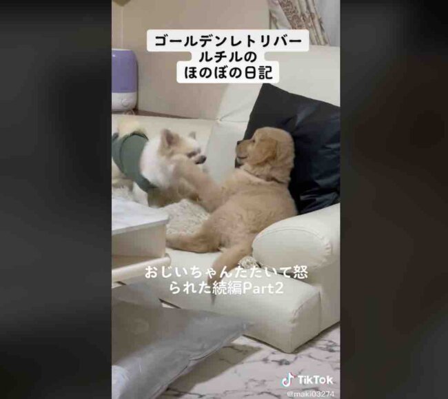 ゴールデンレトリーバー,動画