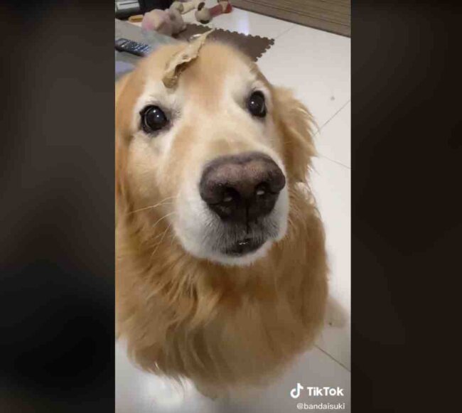 ゴールデンレトリーバー,動画