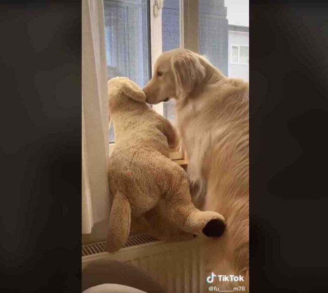 ゴールデンレトリーバー,動画