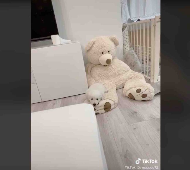 ゴールデンレトリーバー,動画