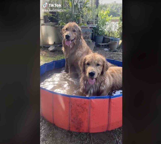 ゴールデンレトリーバー,動画