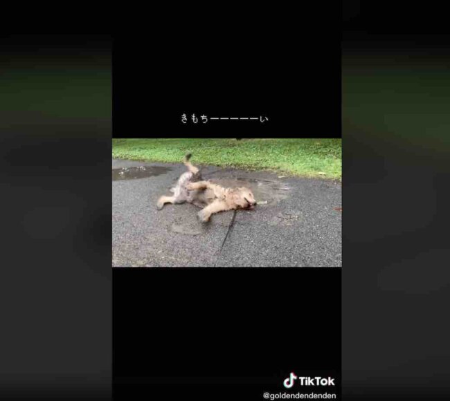 ゴールデンレトリーバー,動画