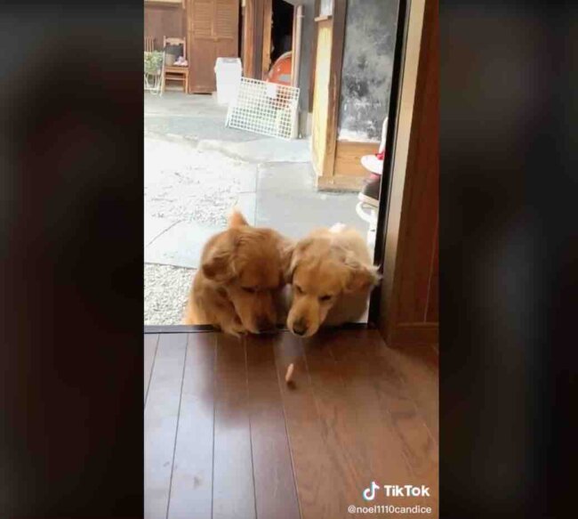 ゴールデンレトリーバー,動画