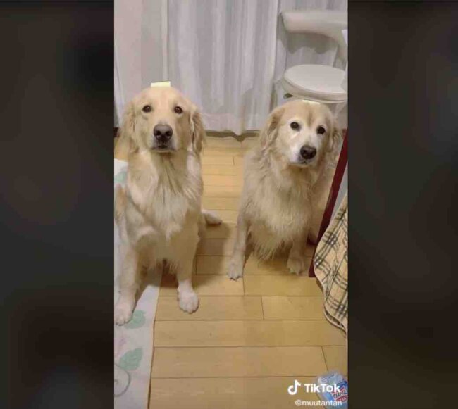 ゴールデンレトリーバー,動画