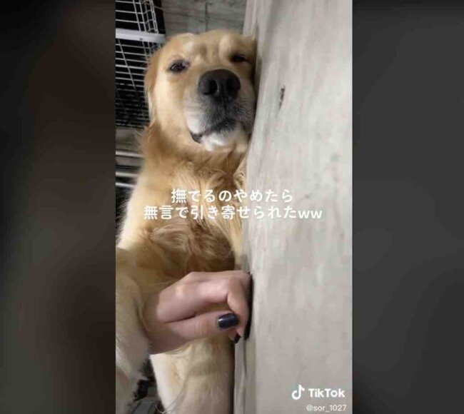 ゴールデンレトリーバー,動画