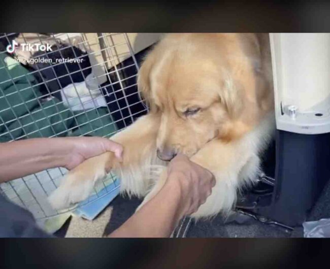 ゴールデンレトリーバー,動画