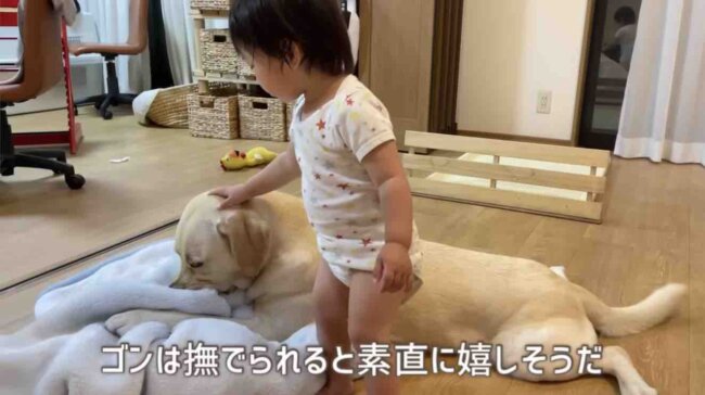 ラブラドールレトリーバー,動画