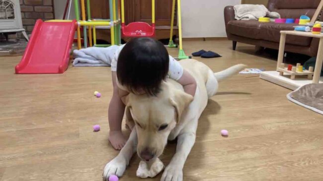 ラブラドールレトリーバー,動画