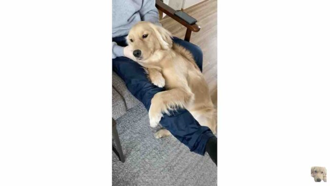 ゴールデンレトリーバー,動画