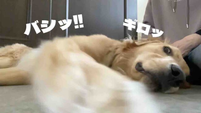 ゴールデンレトリーバー,動画