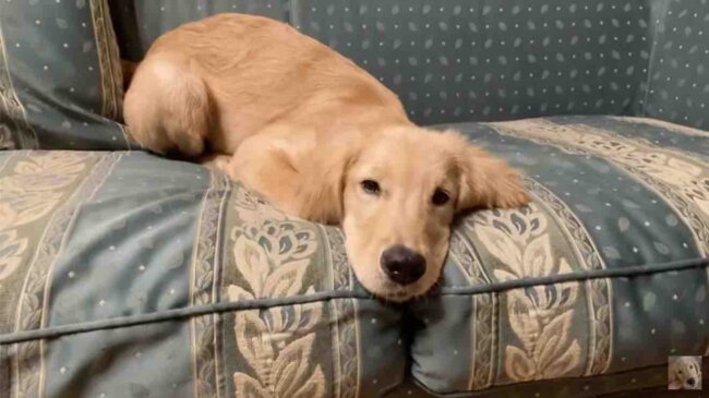 ゴールデンレトリーバー,動画