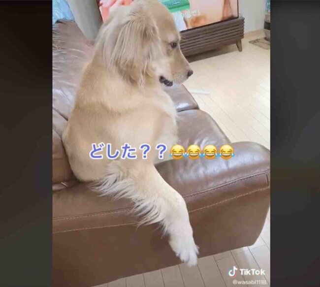 ゴールデンレトリーバー,動画