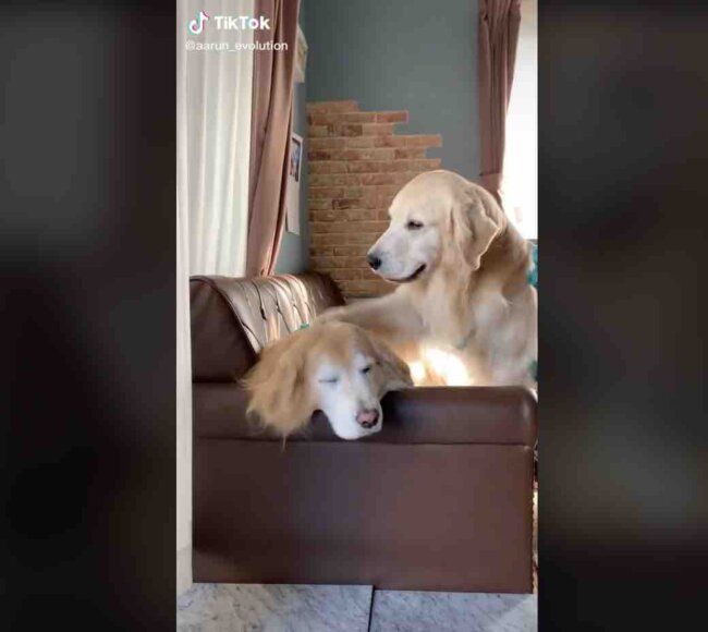 ゴールデンレトリーバー,動画