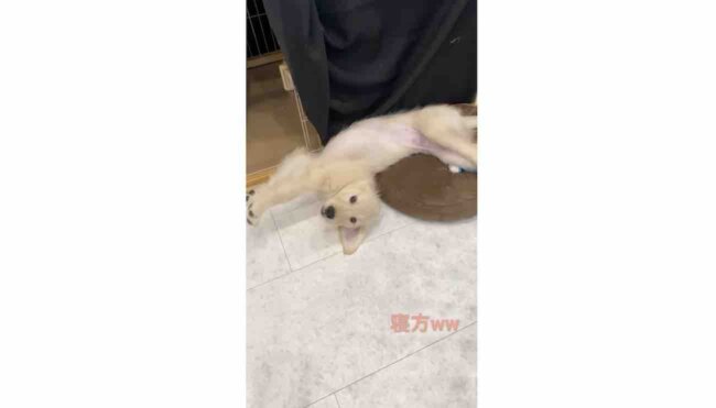 ゴールデンレトリーバー,動画