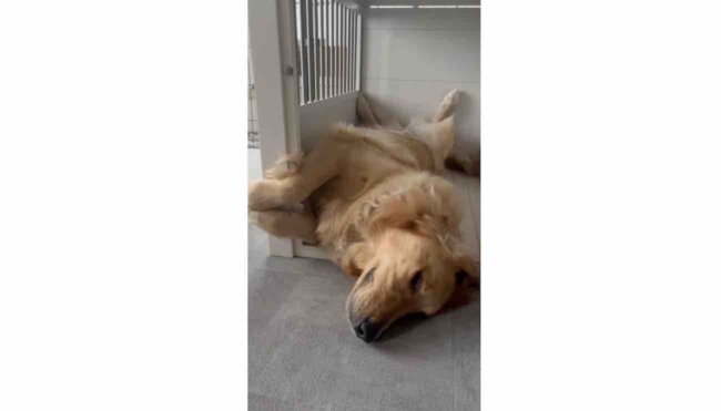 ゴールデンレトリーバー,動画