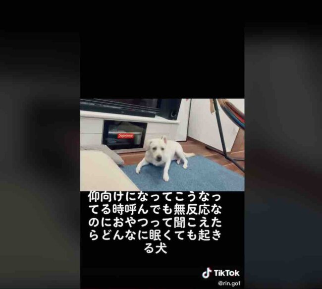 ラブラドールレトリーバー,動画