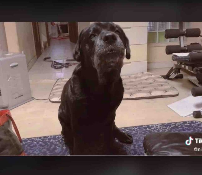 ラブラドールレトリーバー,動画