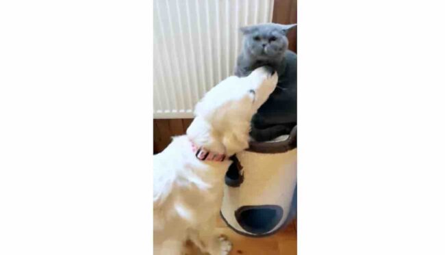 ゴールデンレトリーバー,動画