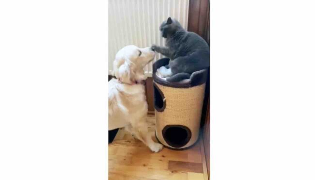 ゴールデンレトリーバー,動画