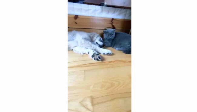 ゴールデンレトリーバー,動画