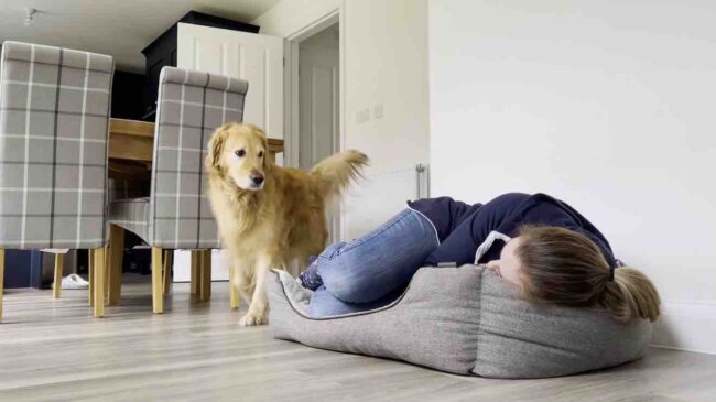 ゴールデンレトリーバー,動画