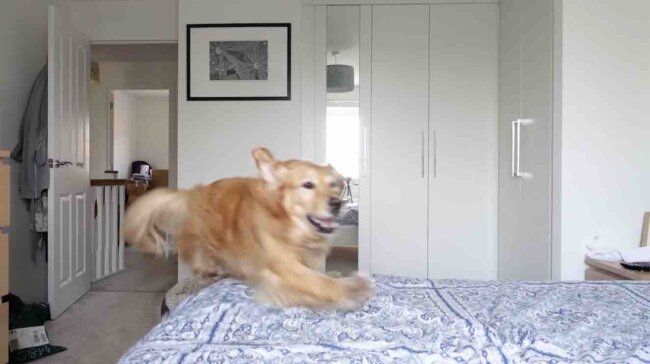 ゴールデンレトリーバー,動画