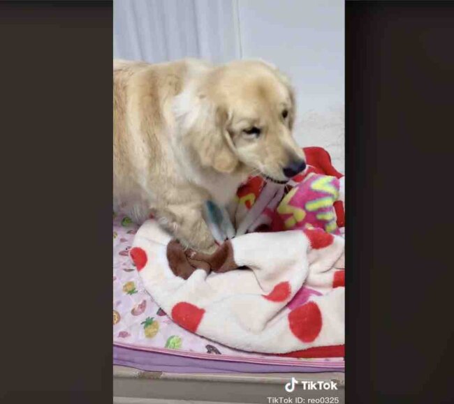 ゴールデンレトリーバー,動画