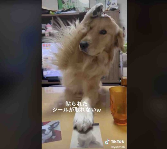 ゴールデンレトリーバー,動画