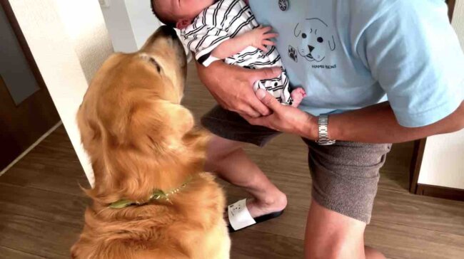 ゴールデンレトリーバー,動画