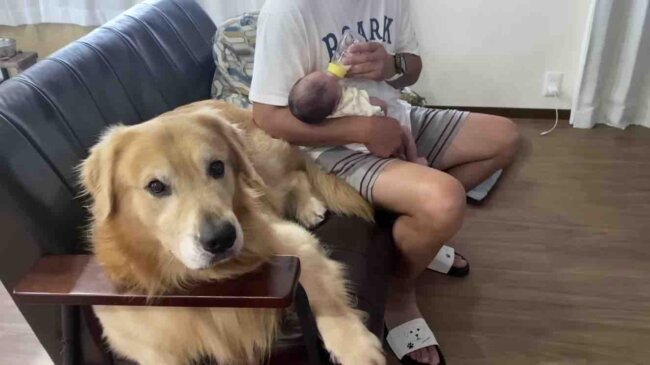 ゴールデンレトリーバー,動画