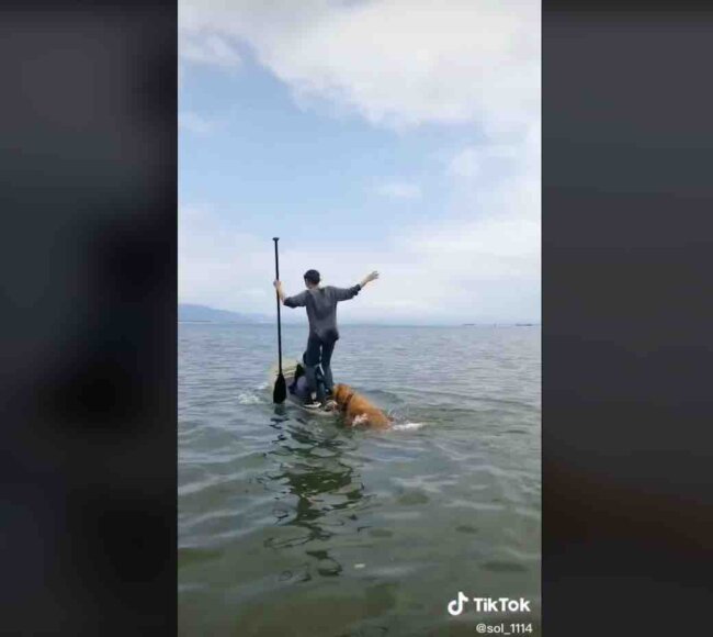 ゴールデンレトリーバー,動画