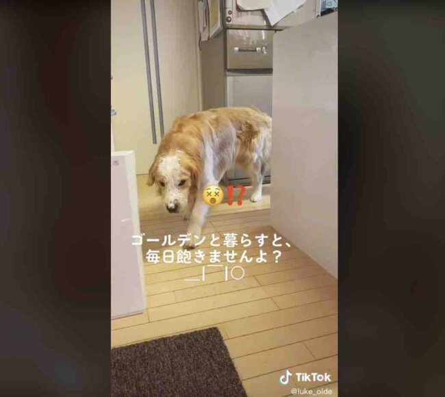 ゴールデンレトリーバー,動画