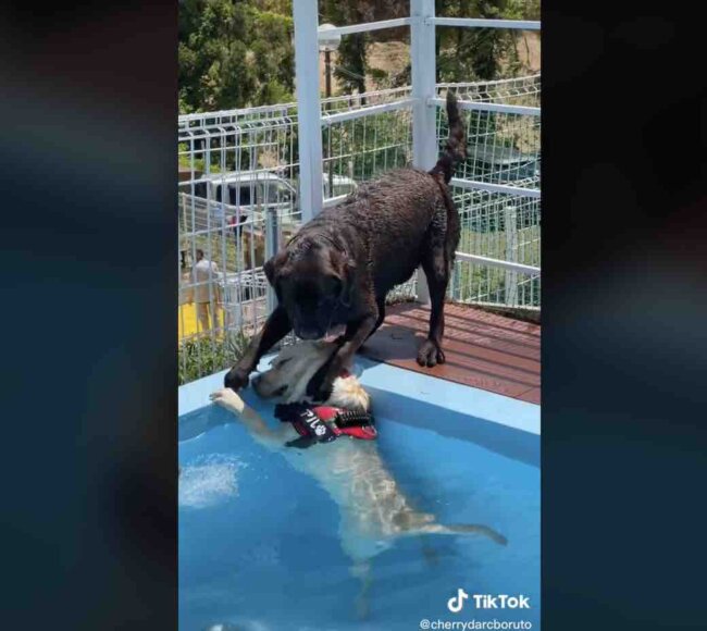 ラブラドールレトリーバー,動画