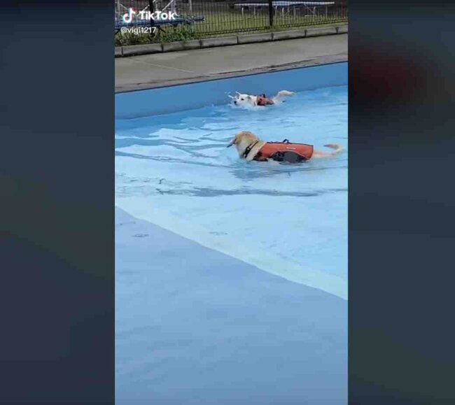 ラブラドールレトリーバー,動画