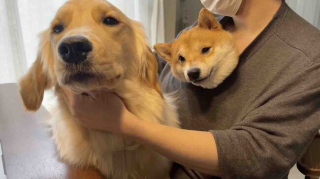 ゴールデンレトリーバー,動画