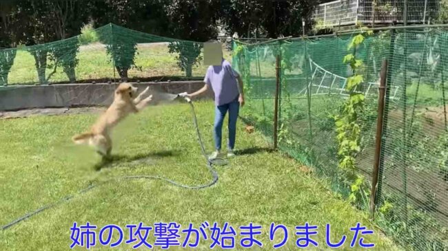 ゴールデンレトリーバー,動画