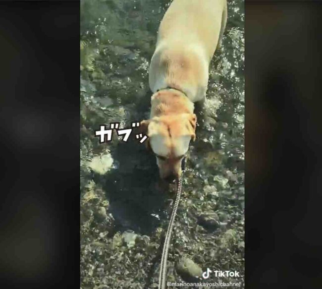 ラブラドールレトリーバー,動画