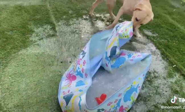 ラブラドールレトリーバー,動画