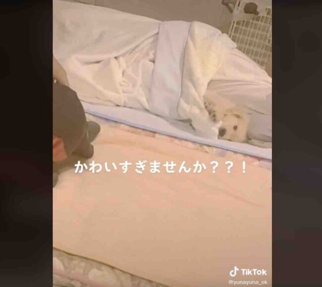 ゴールデンレトリーバー,動画