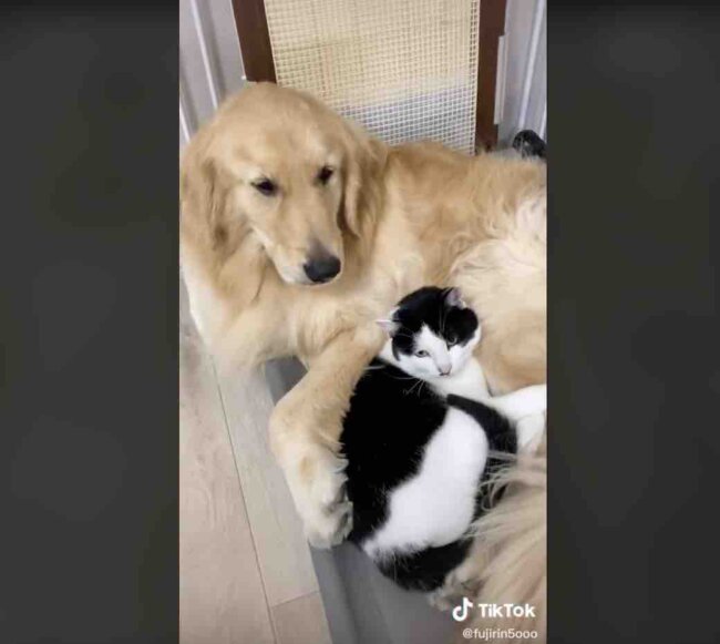 ゴールデンレトリーバー,動画