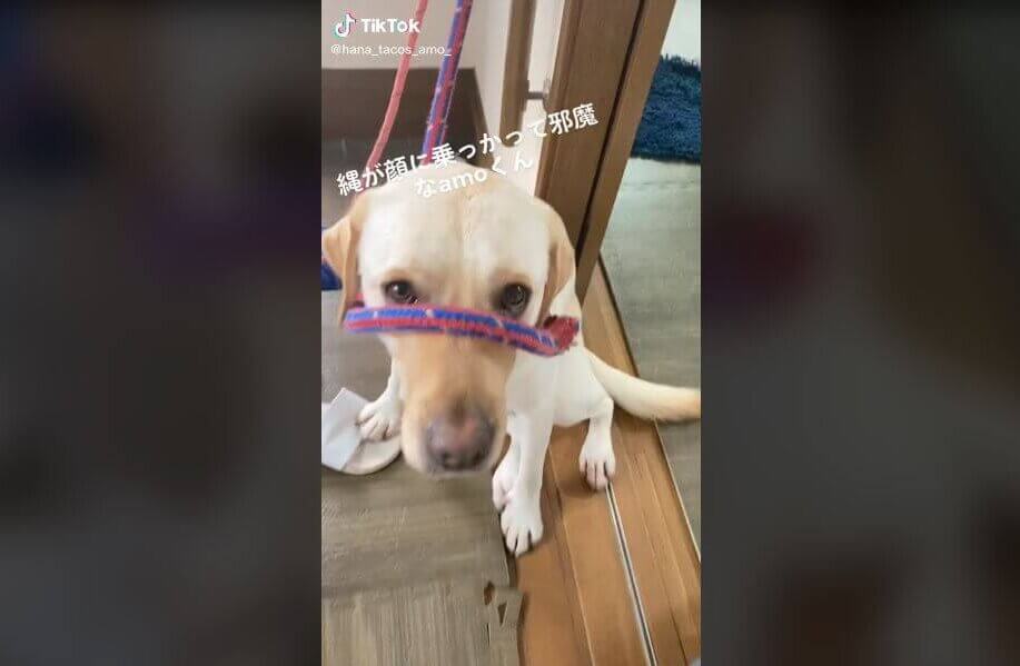 ラブラドールレトリーバー,動画