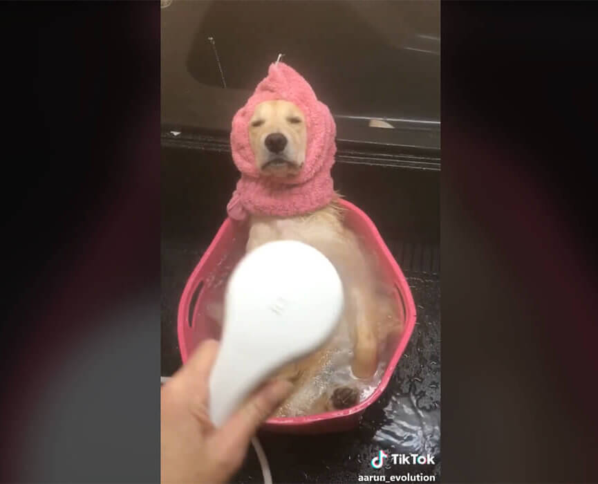 ゴールデンレトリーバー,動画