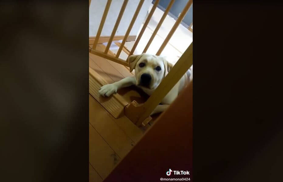 ラブラドールレトリーバー,動画